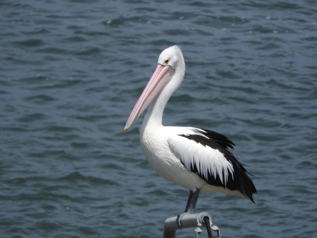 Learning Life Lessons From a Pelican | 110 West Group | Cynthia Farrell