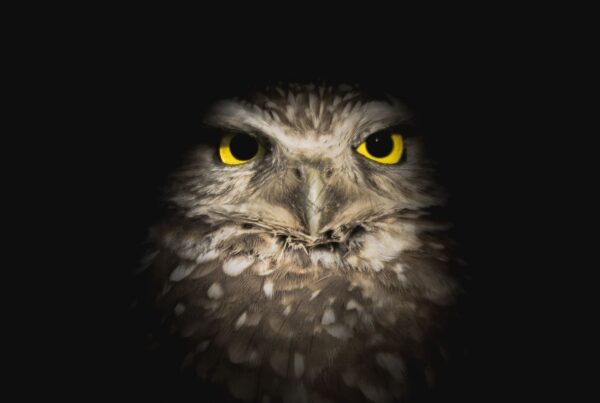 I am a night owl | Cynthia Farrell | 110 West Group