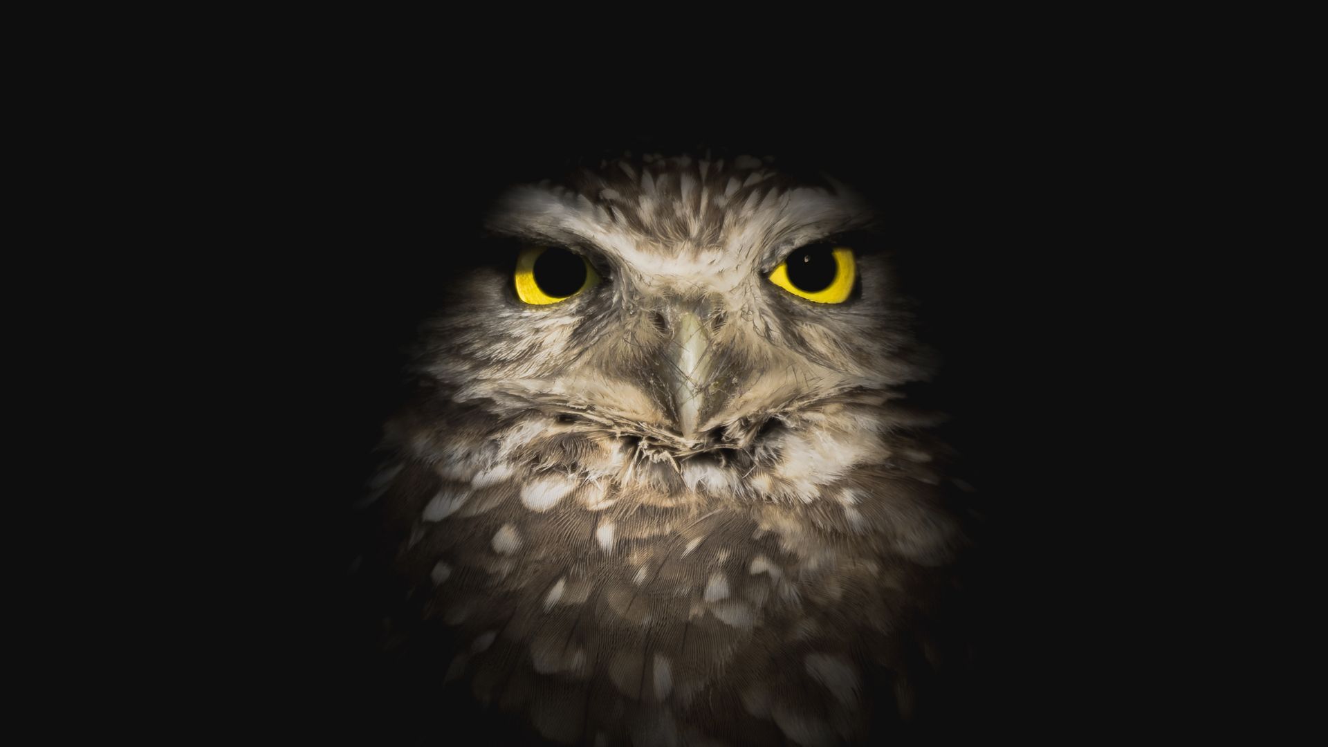 I Am A Night Owl