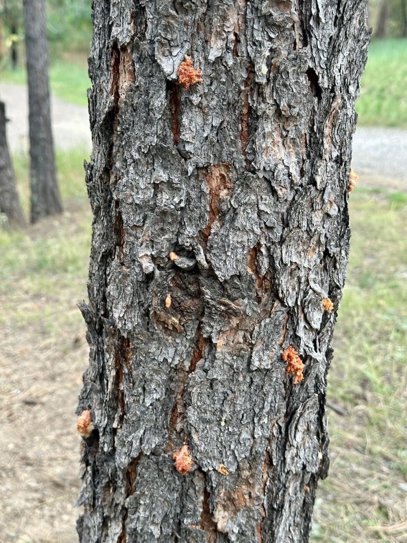 A Lesson From The Forest